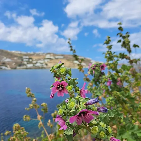 Ariadne Pool At Appartement