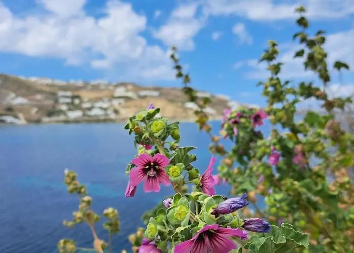 Ariadne Pool At Appartement